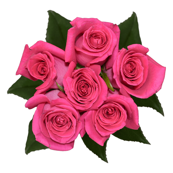 Giant Food Flowers Mill Best Flower Site