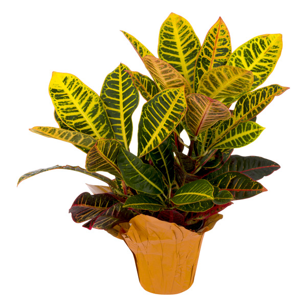Save on DSFG Premium Croton 6 Inch Order Online Delivery Giant