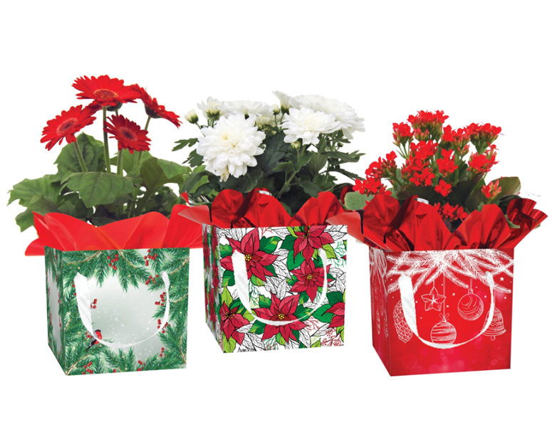 Save on Blooming In Bag Holiday (Plants Vary) 4 inch Order Online
