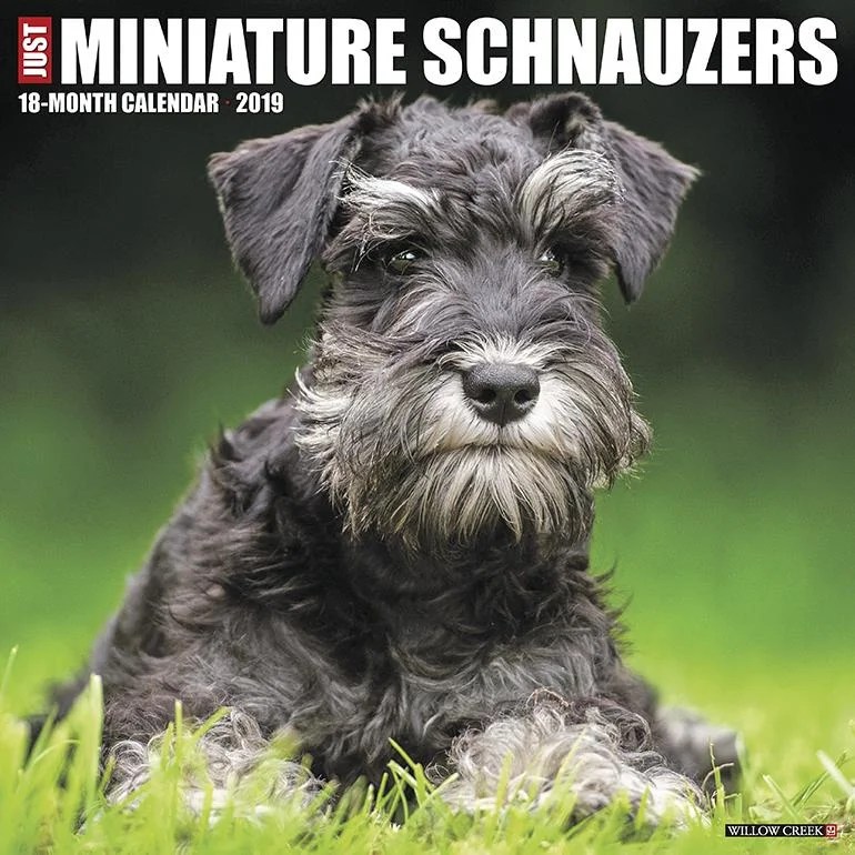 Just Miniature Schnauzers 2019 Wall Calendar (Dog Breed Calendar) (Other) Just Miniature Schnauzers 2019 Wall Calendar (Dog Breed Calendar) (Other)
