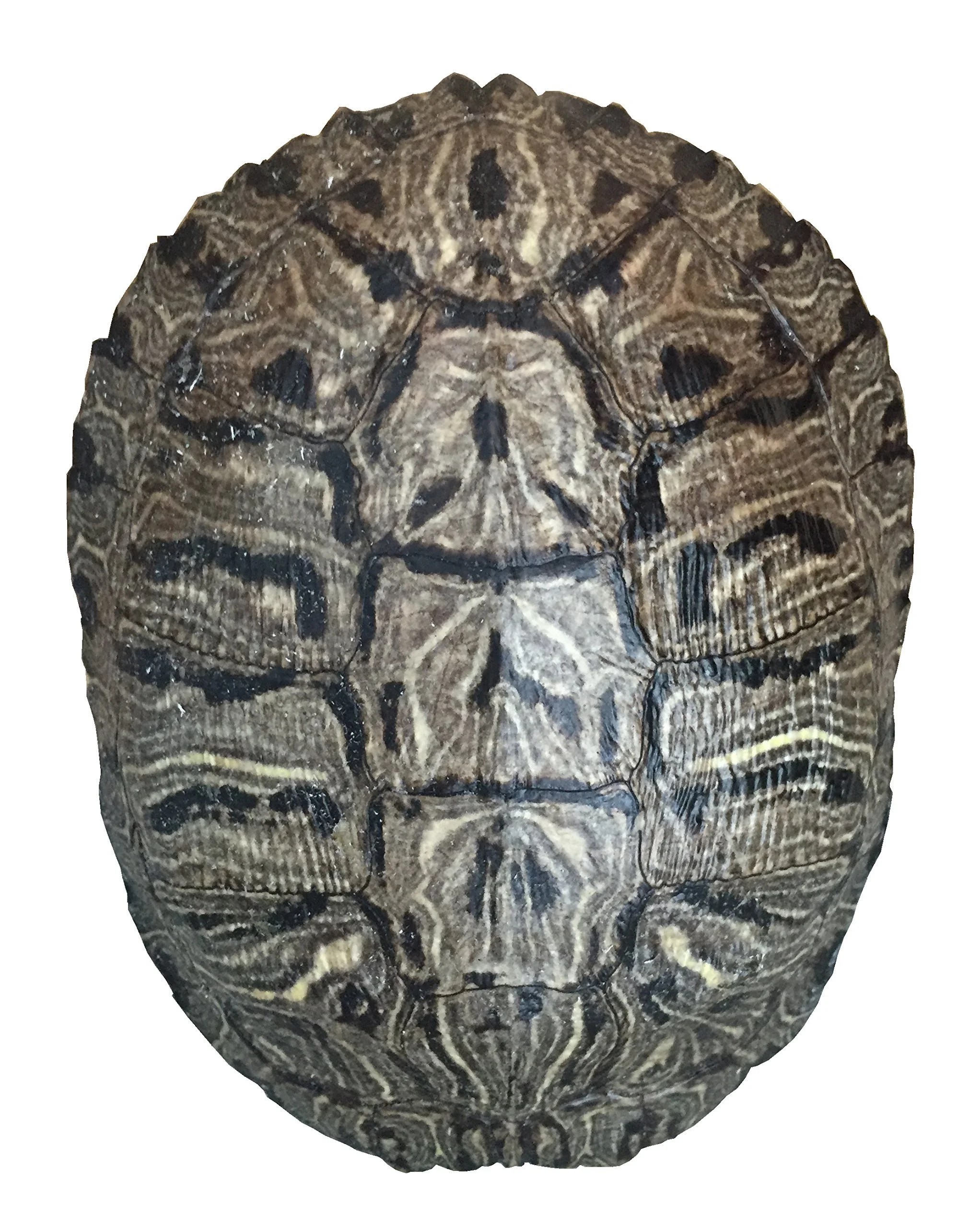 Pond Turtle Shell (78 inches) (Natural Bone Quality A) Red Eared
