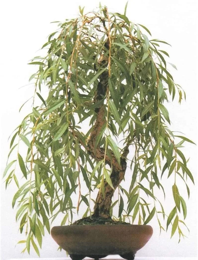 Anna's Weeping Willow Bonsai Tree Cutting Very Attractive Gold Bark
