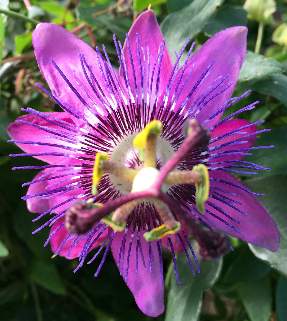 Amethyst Passion Flower Passiflora On Trellis Live Plant 5" Pot