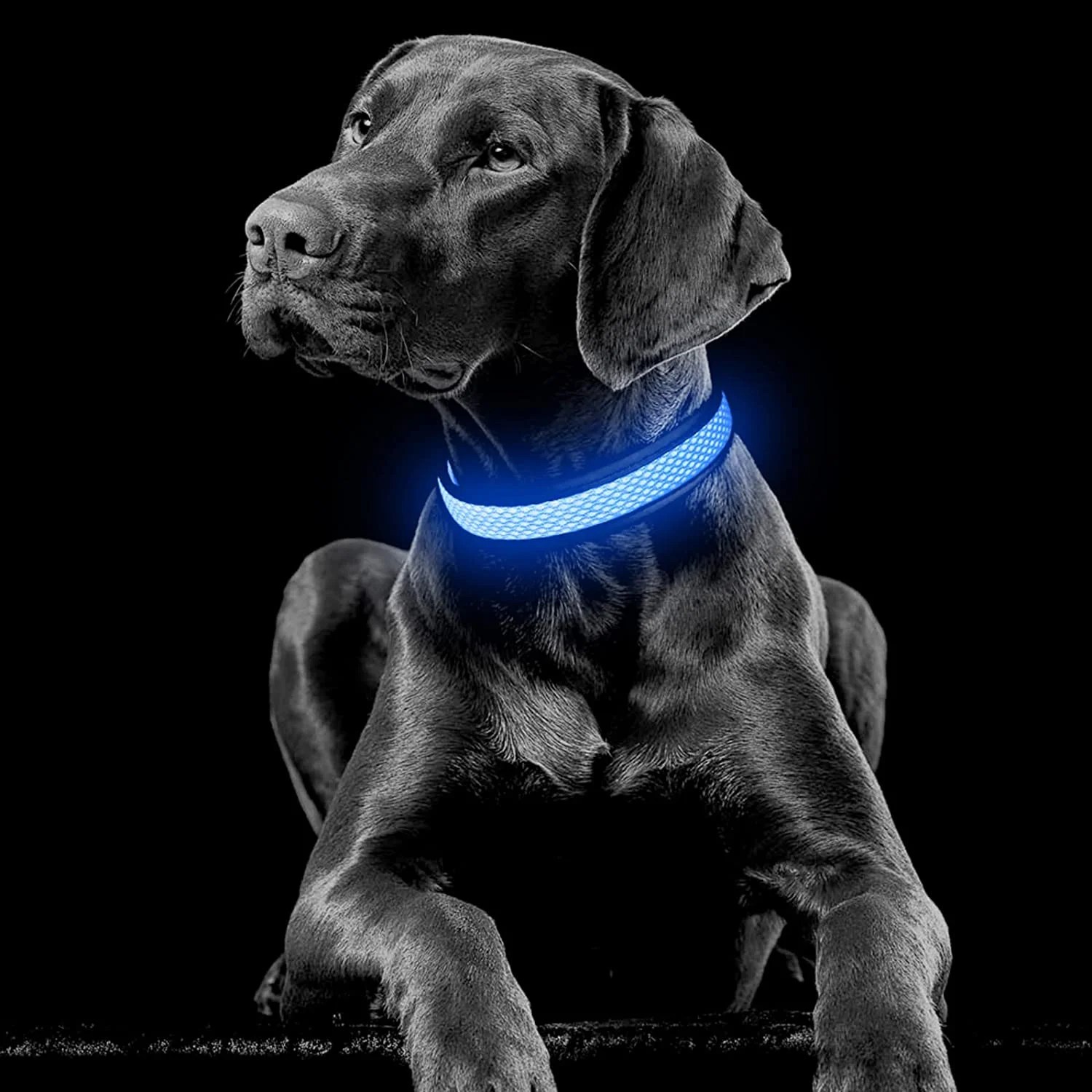 LED Dog Collar Rechargeable Waterproof Comfort Light Up Pet Collars