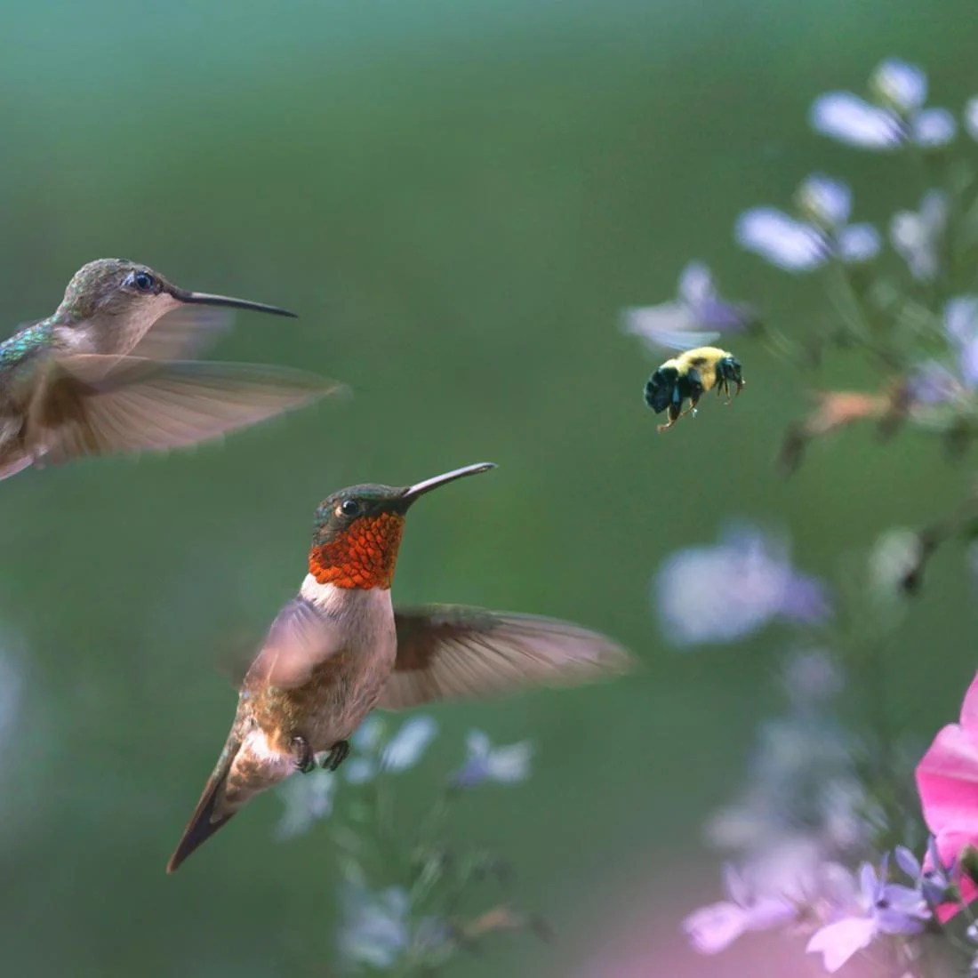 Male and female Rubythroated Hummingbirds, with bumble bee, Arkansas