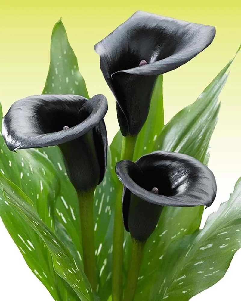 Captain La Paz Calla Lily Bulb Zantedeschia 14/16 cm Black/Wine