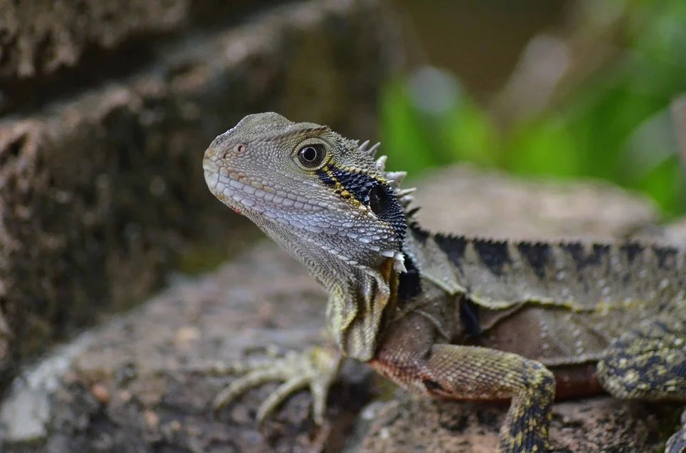 Nature Bearded Dragon Lizard20 Inch By 30 Inch Laminated