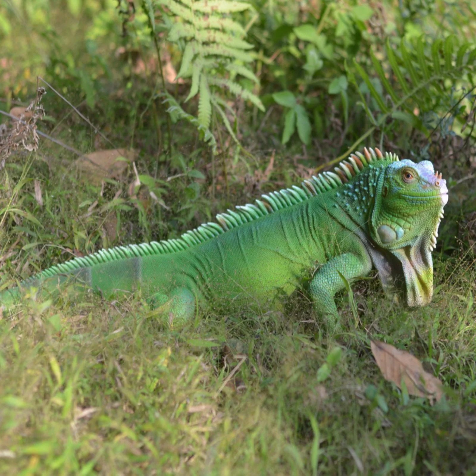 LIZARD IGUANA