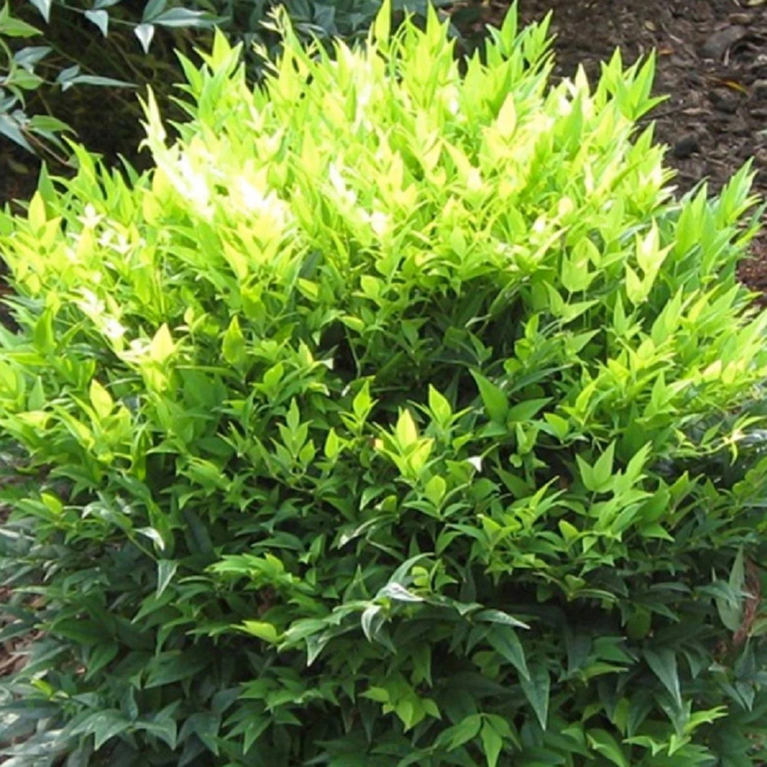 Obsession nandina shrub with bright red foliage. Southern Living Plants Live Lemon Lime Nandina Evergreen Shrub 2 5 Qt Walmart Com Walmart Com