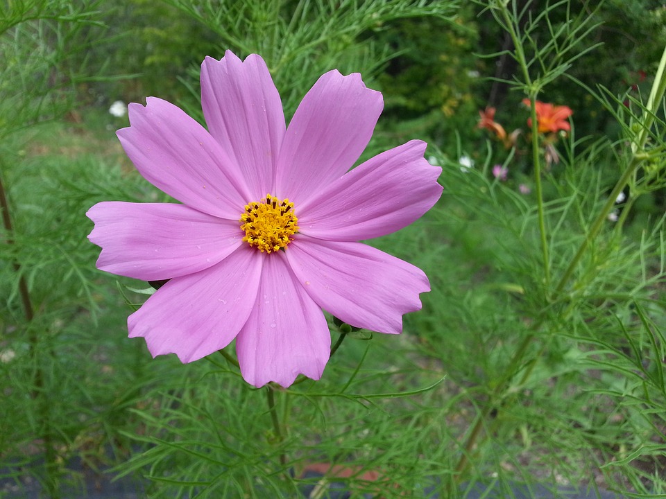 Petals Macro Pink Stamens Cosmos Flower11 Inch By 17 Inch Laminated