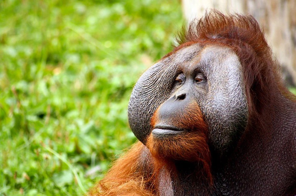 Gagio Face Red Hair Animal Orangutan Monkey20 Inch By 30 Inch