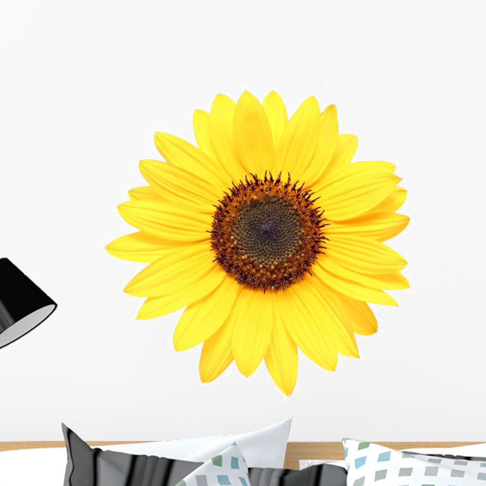 Sunflower Macro over White Wall Decal Sticker by Wallmonkeys Vinyl Peel