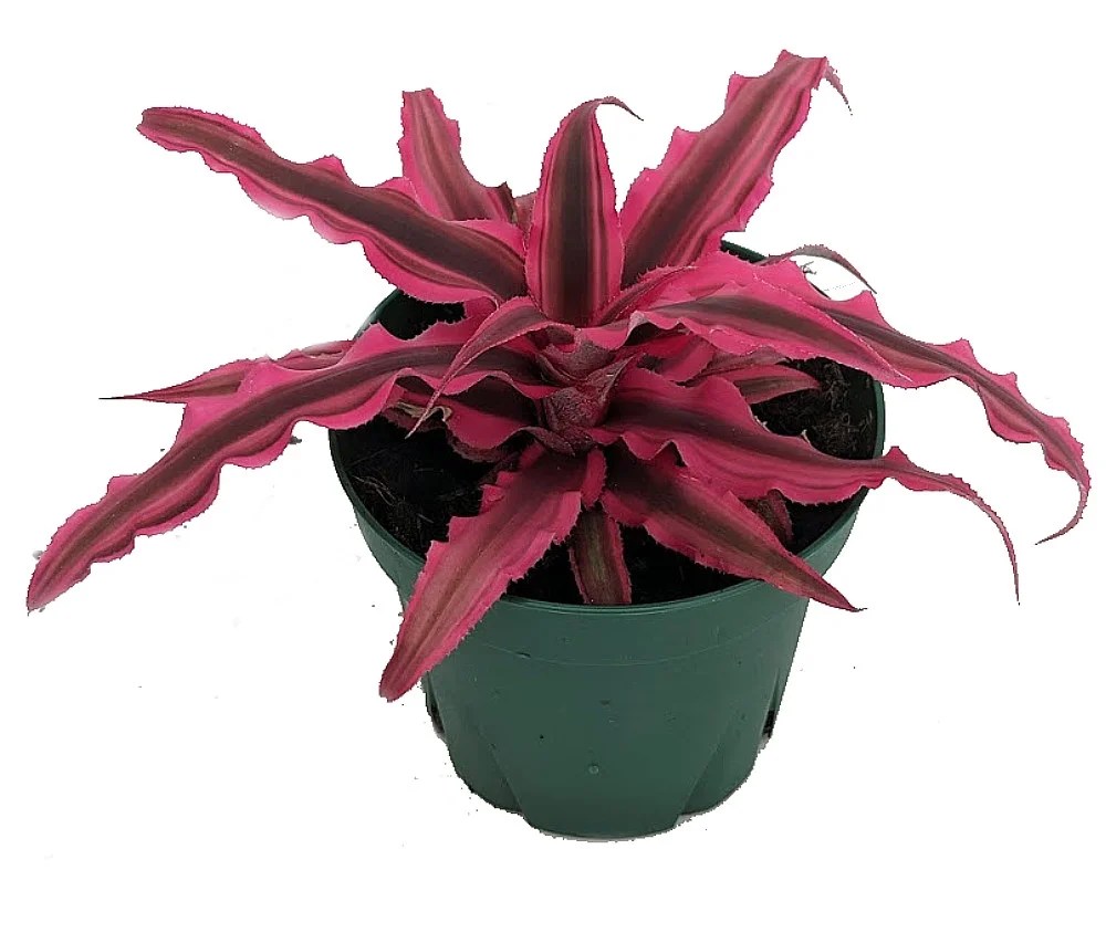 Magenta Earth Star Plant Cryptanthus Easy to Grow House Plant 4