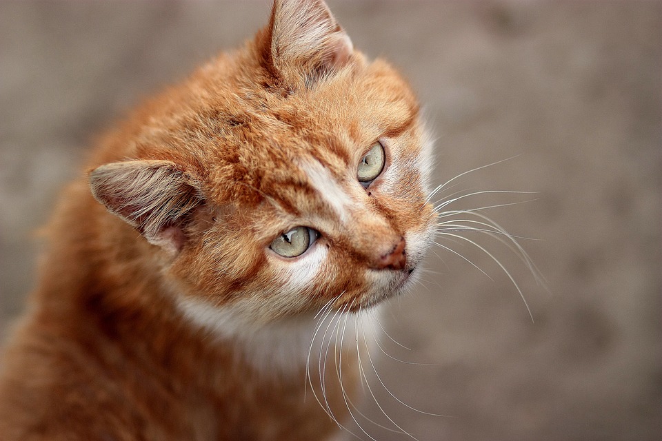 Green Eyes Cat Portrait Orange20 Inch By 30 Inch