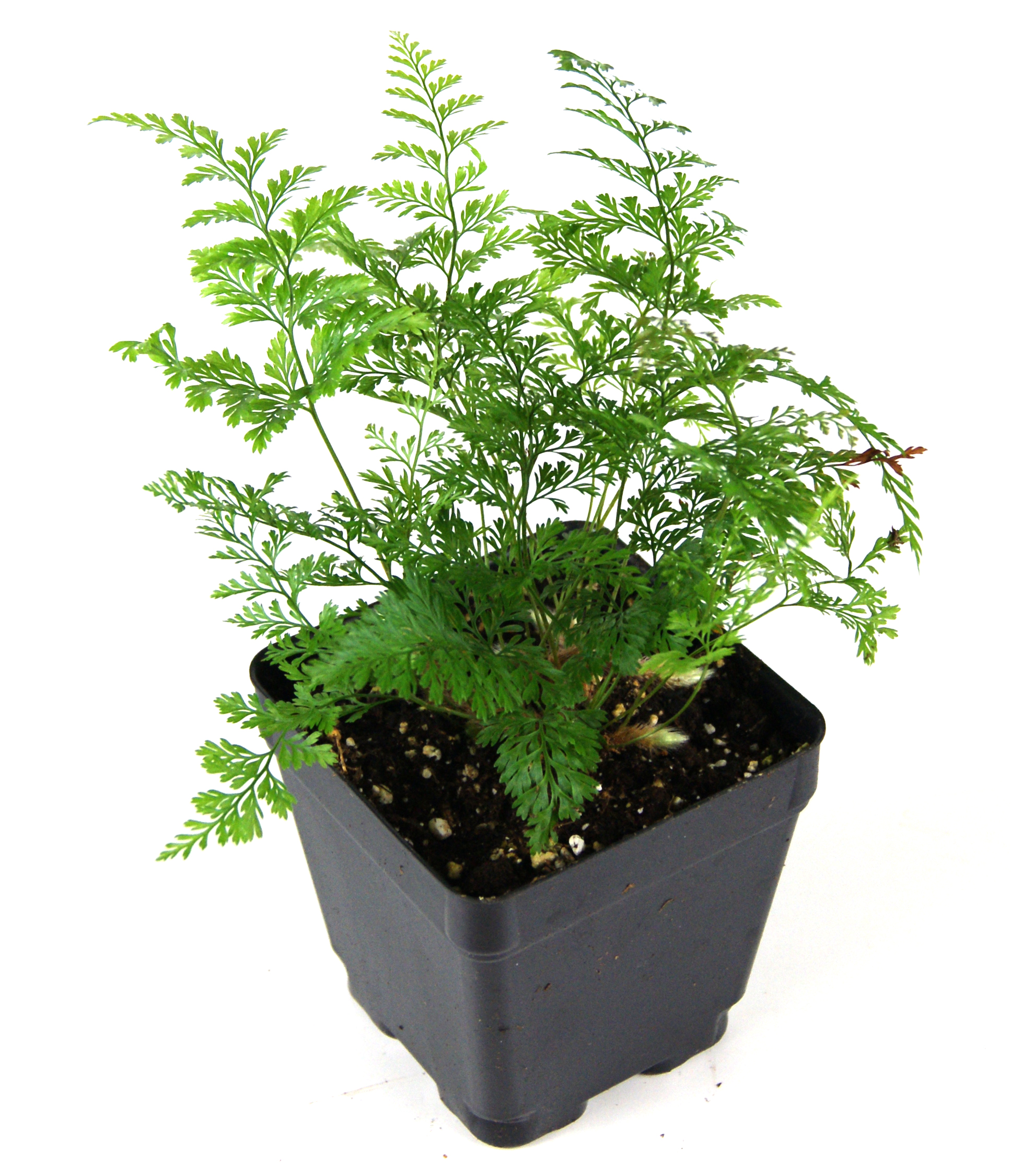 Davallia trichomanoides 'Black Rabbit's Foot Fern