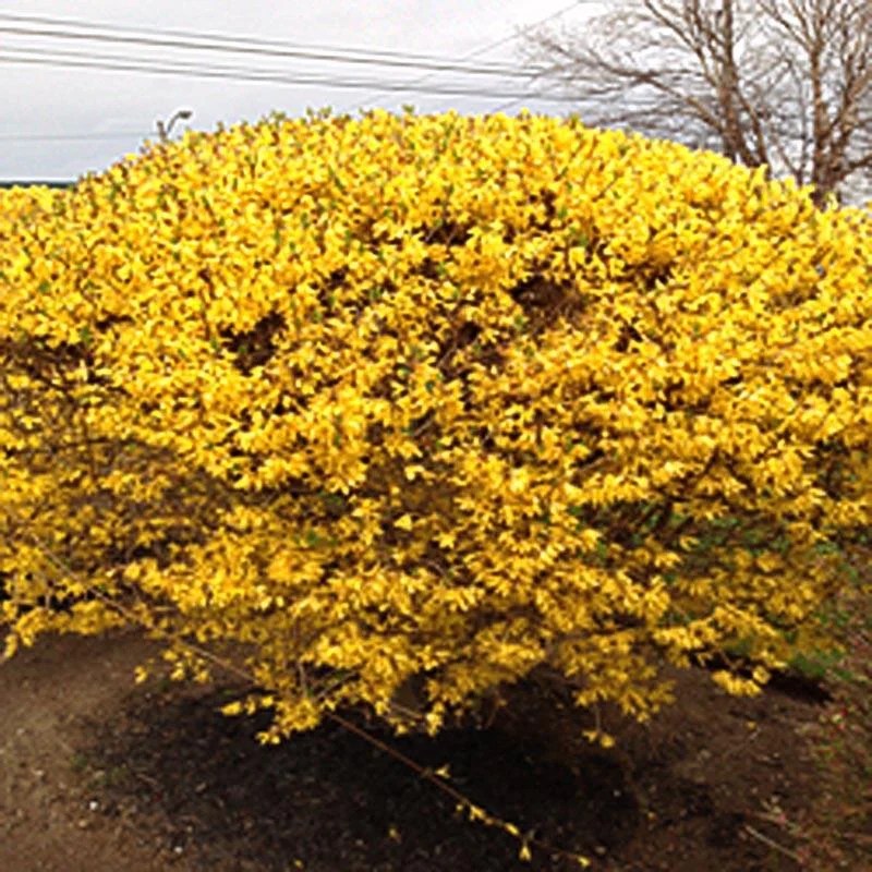 Golden Yellow Lynwood Forsythia, Yellow Spring Flowers, Live Shrub for