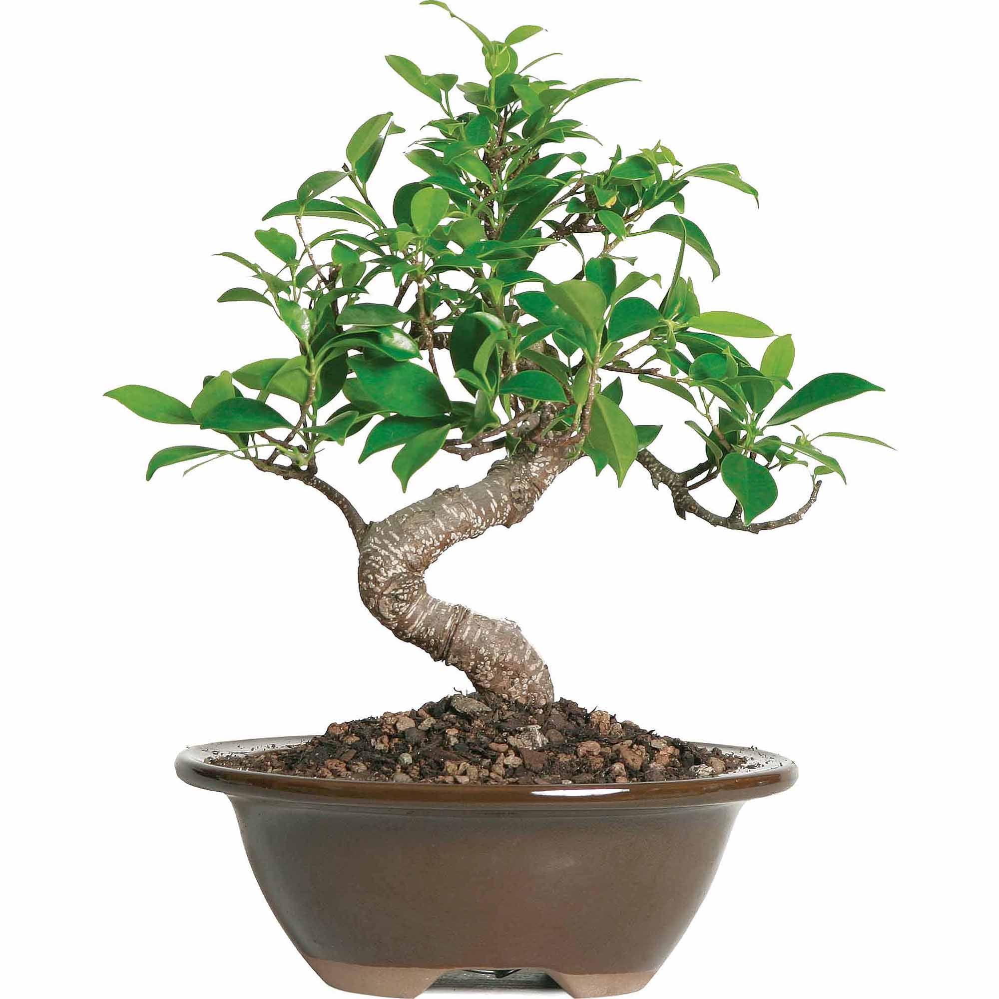 Brussel's Golden Gate Ficus Bonsai Small (Indoor)