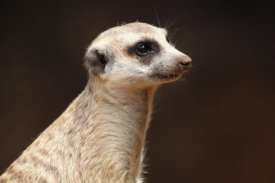 PeelnStick Poster of Zoo Ausschau Meerkat Dreams Nature
