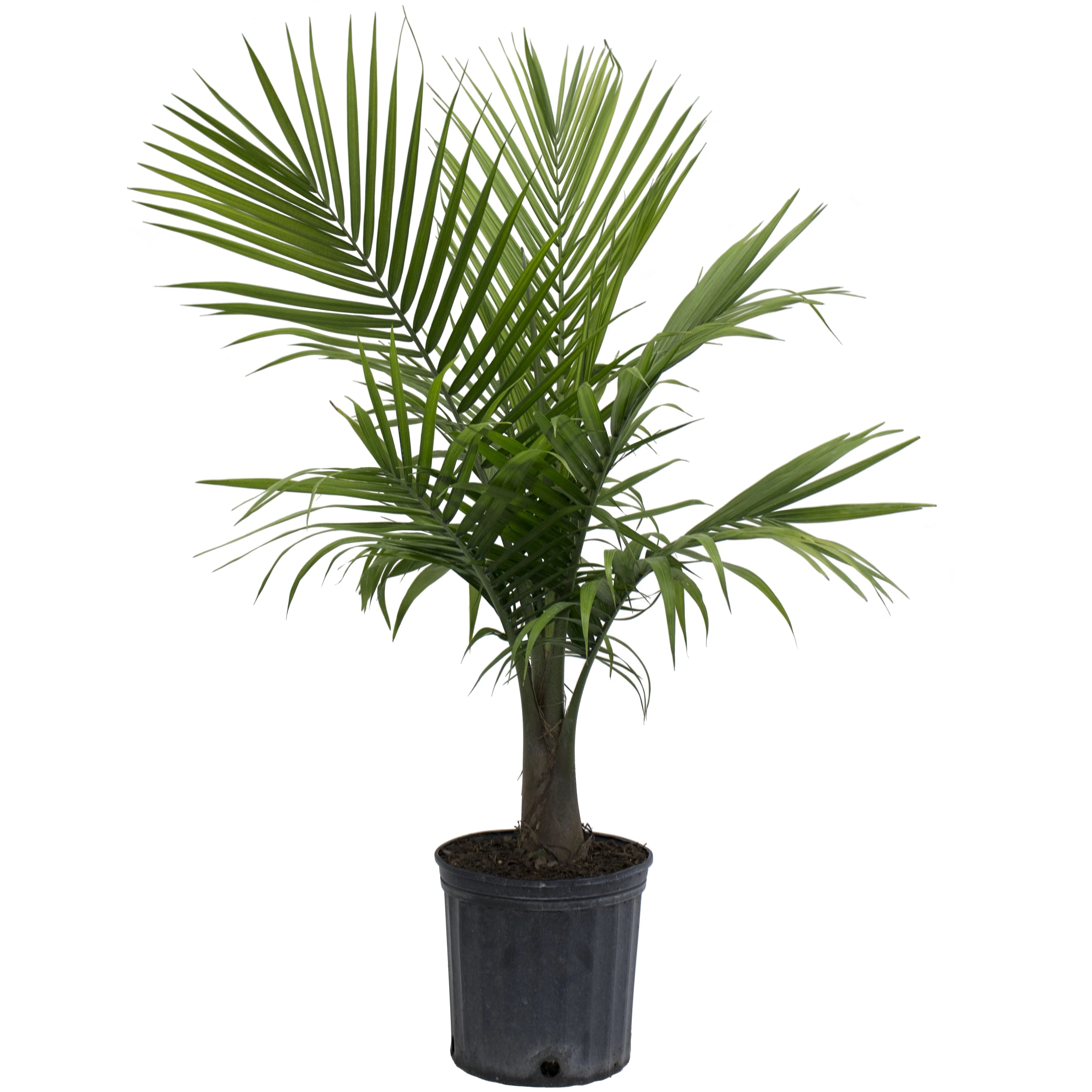 Delray Plants Live 10inch Majesty Palm (Ravenea rivularis) Easy to Grow House Plant, in Grower