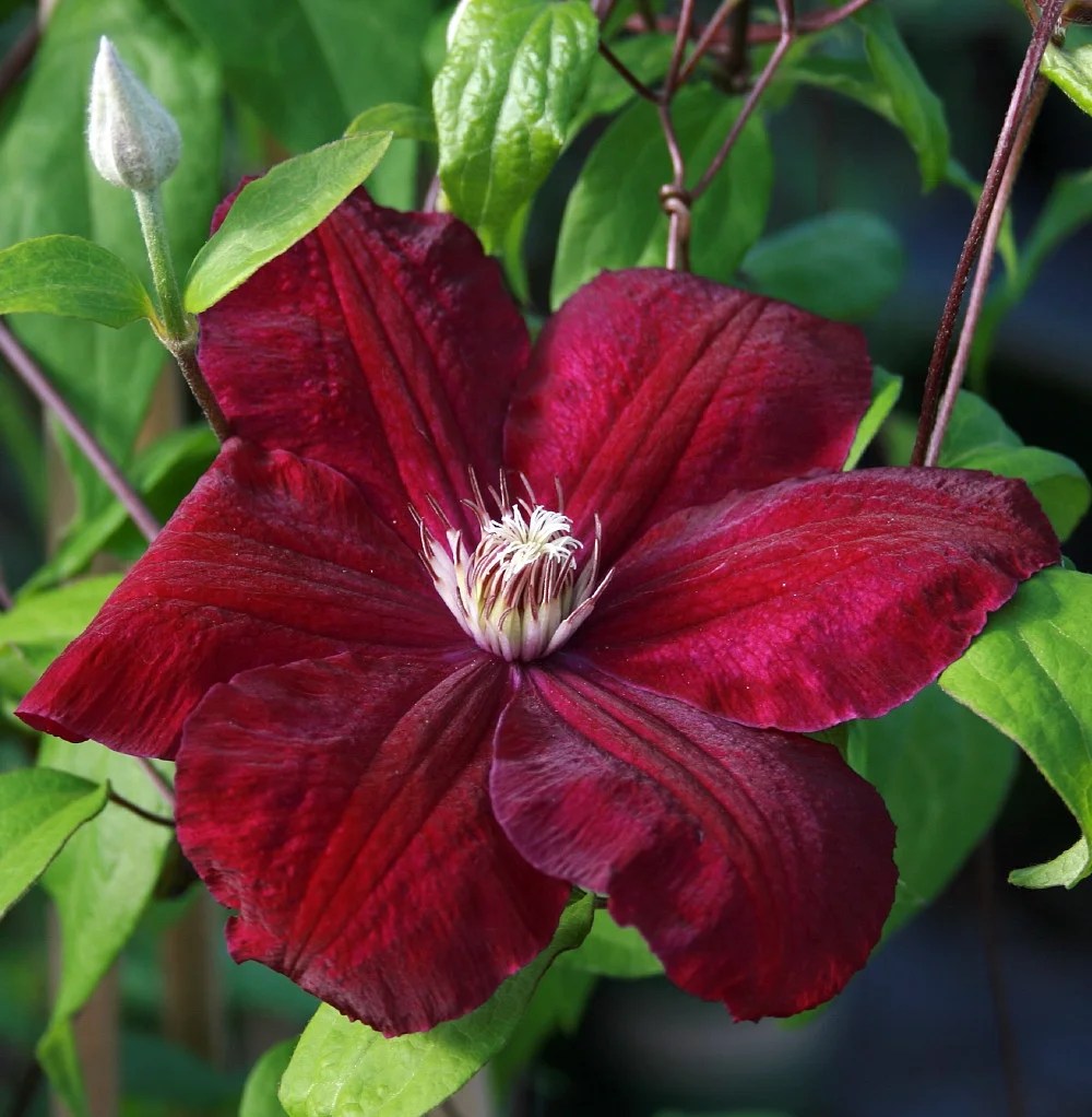 Clematis Red Cardinal Vine Velvety Crimson Flowers 2.5