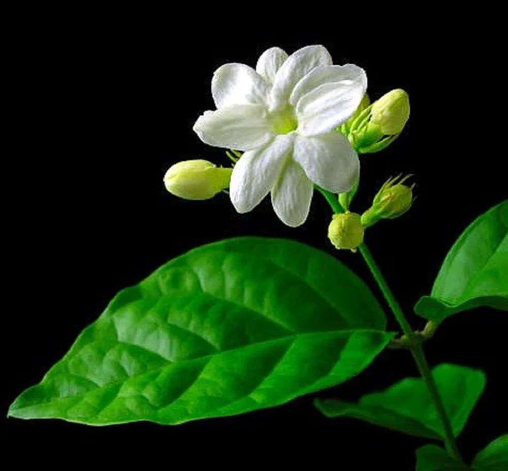 Jasmine Flowers For Sale Near Me How To Grow Indoor Jasmine Plants