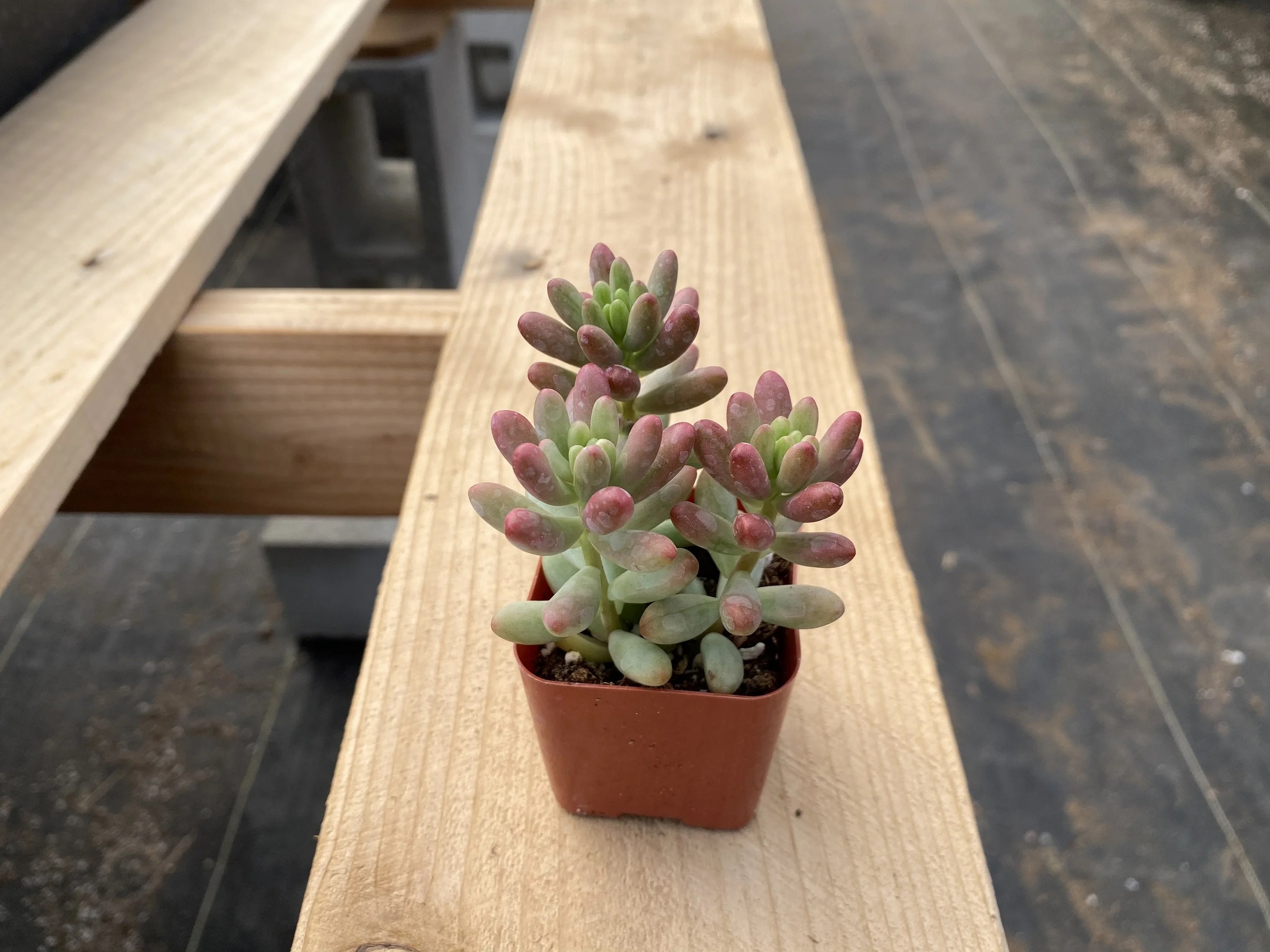 Rare Live Succulents Plants, Sedum rubrotinctum ?Roseum� Succulent in 2 Rare Live Succulents Plants, Sedum rubrotinctum ?Roseum� Succulent in 2