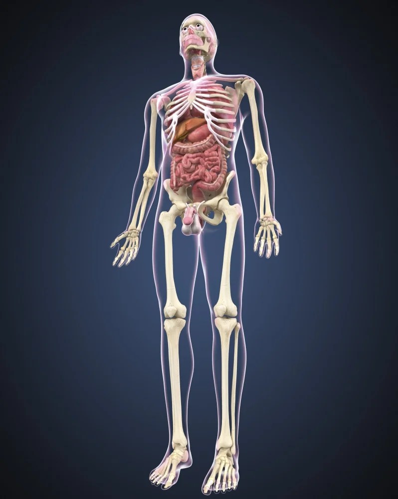 One way is to group them by their location on the anterior, lateral, and posterior regions of. Full length view of male human body with organs Stretched Canvas - Stocktrek Images (26 x 32 ...