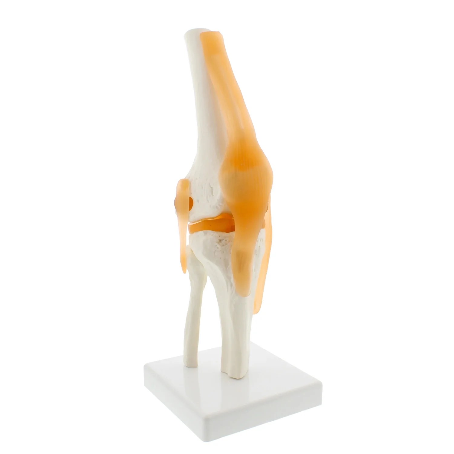 MonMed Life Size Human Knee Joint Model with Knee Ligament, Knee