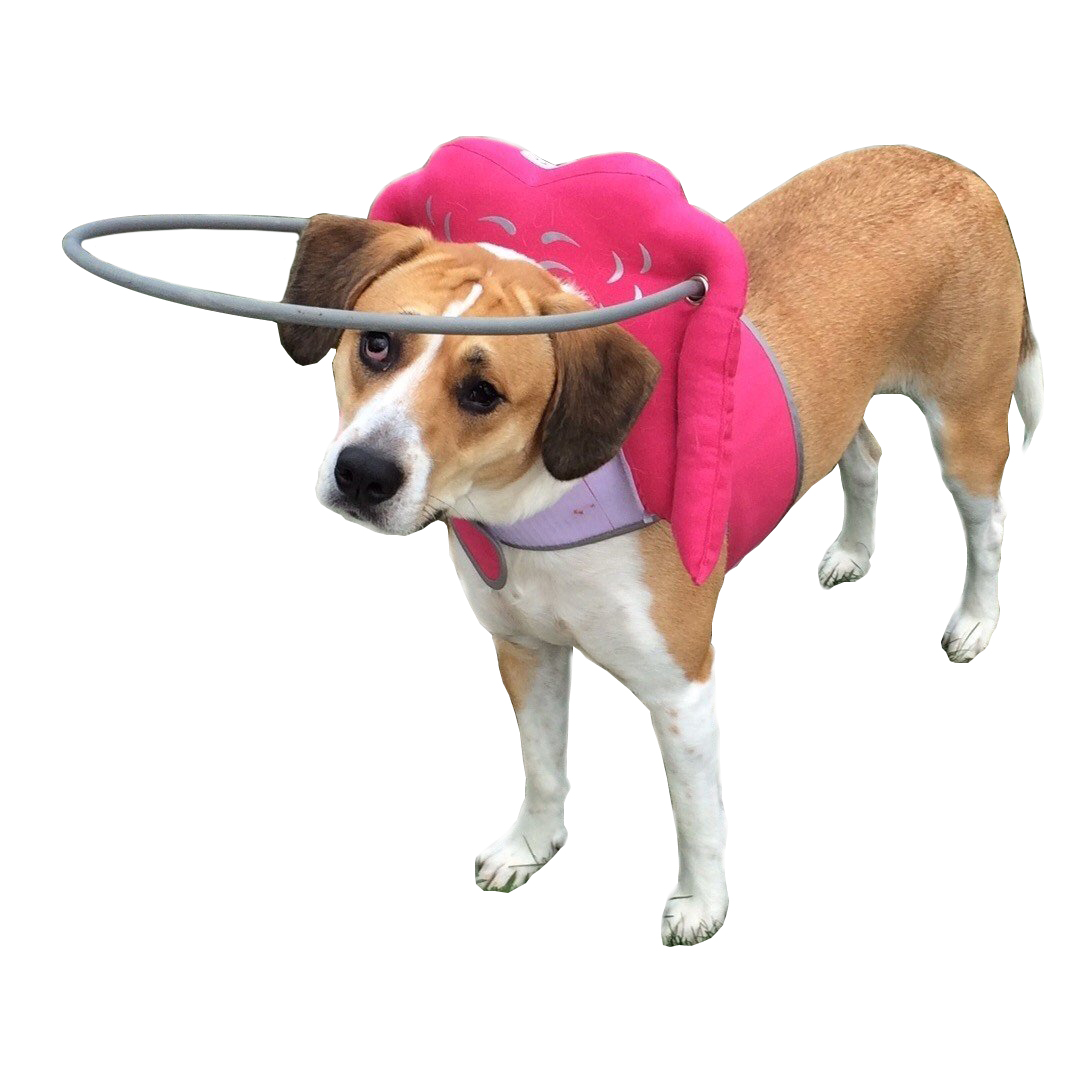 Muffin’s Halo Blind Dog Harness Guide Device Help for Blind Dogs or