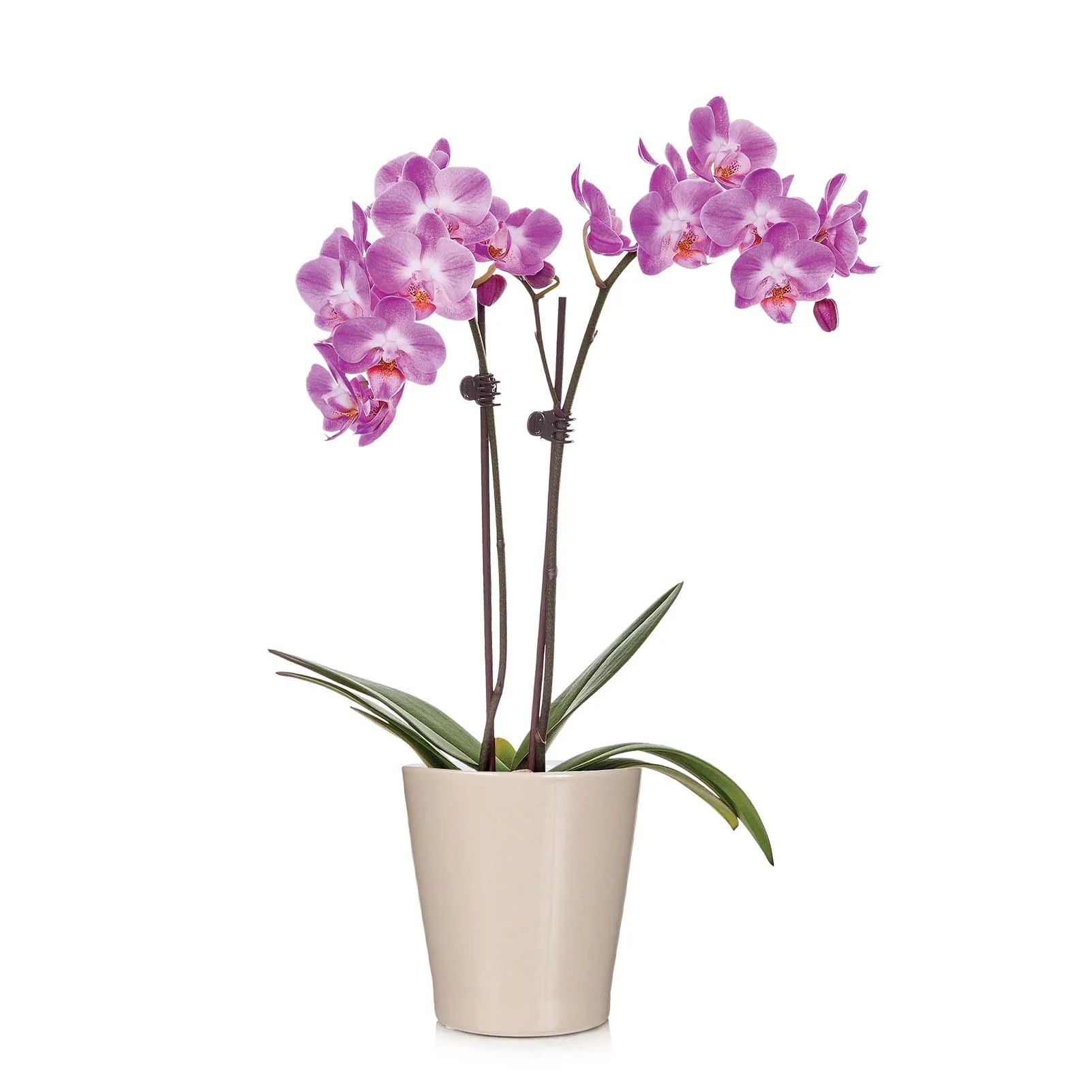 Just Add Ice Live Tropical Plants Live Orchid Plants Potted Flowers