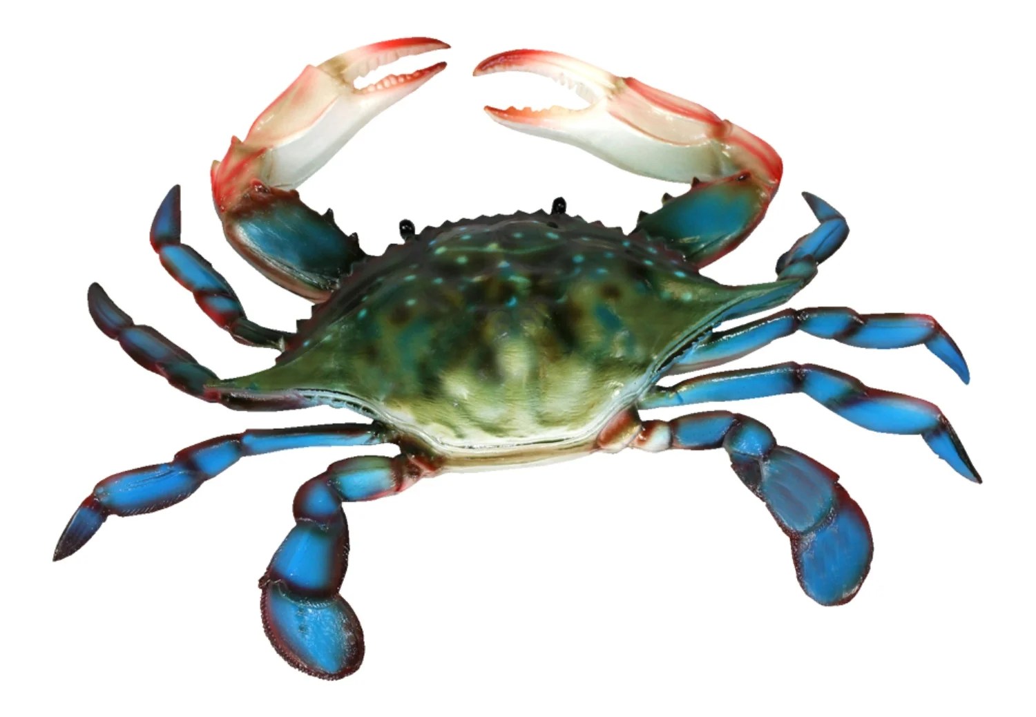 Coastal Maryland 10 Inch Blue Crab Beach Bath Hall or Nursery Wall