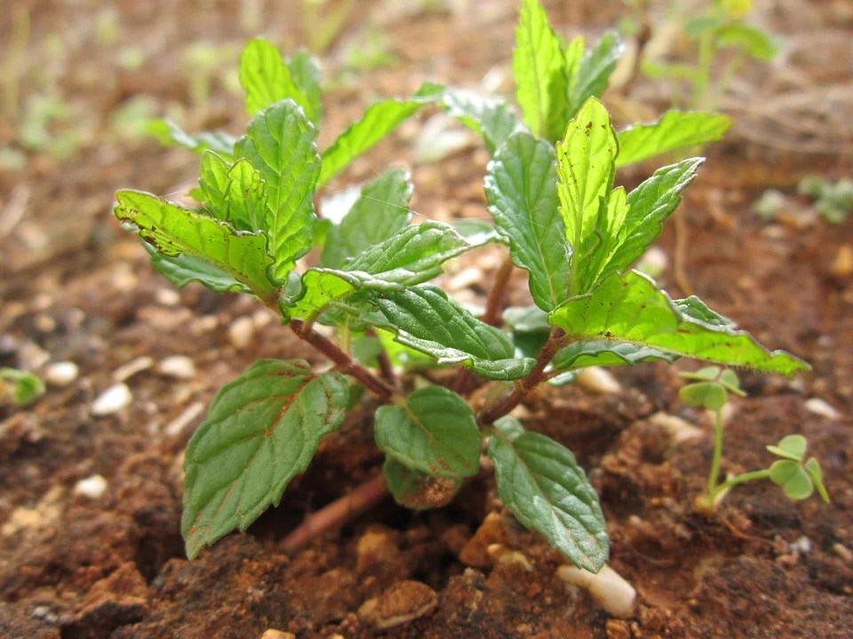 Garden Mint Nature Leaves Aroma Peppermint Plant20 Inch By 30 Inch