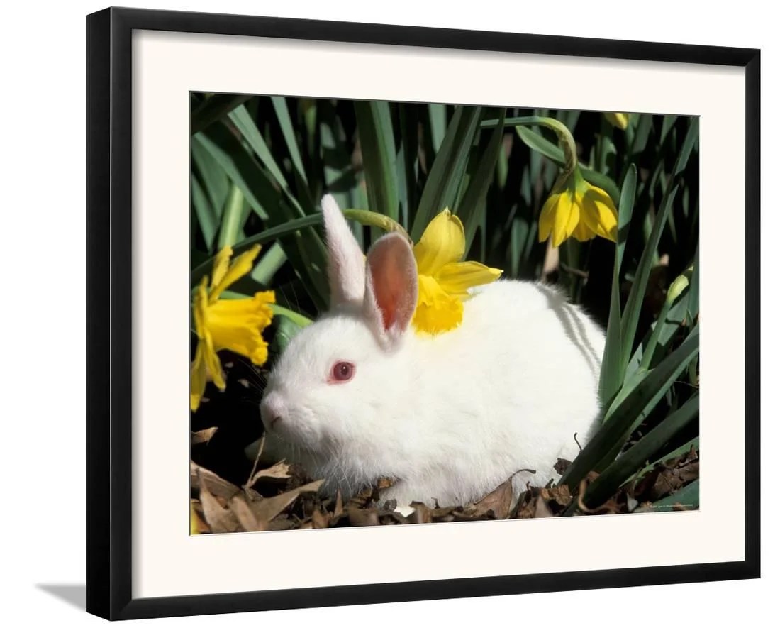 Rabbit Pet Insurance Nz / New Zealand Red Rabbit