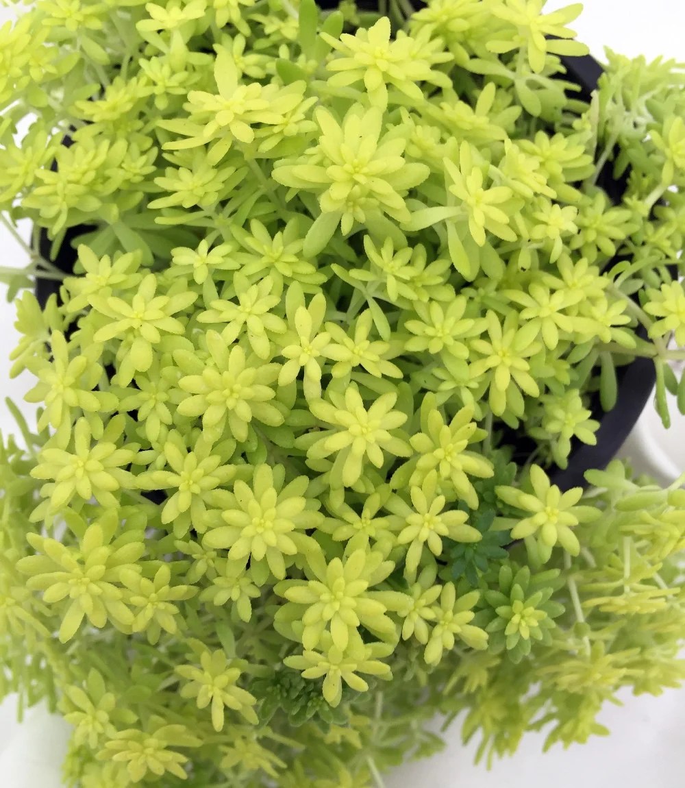 Goldmoss Sedum Stonecrop Fairy Garden Sedum acre 8 Plants 1 3