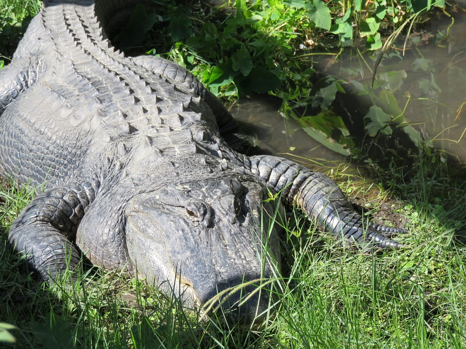 Lake Florida Zoo Reptile Nature Sanford Gator12 Inch BY