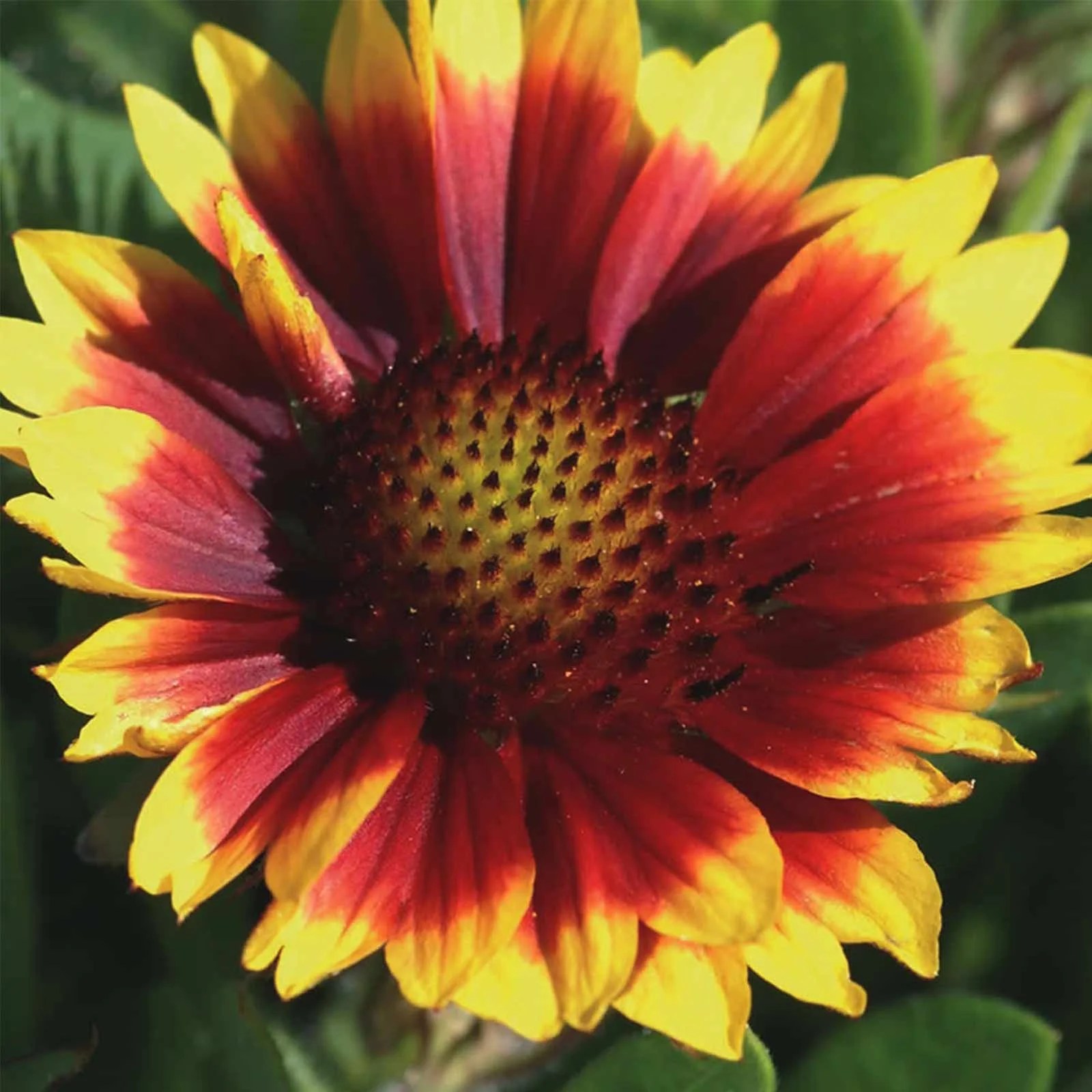 Arizona Series Gaillardia Flower Garden Seeds Sun 100 Seeds