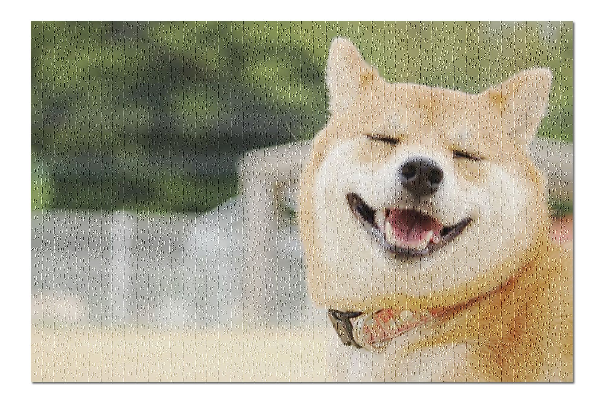 Smiling Shiba Inu Dog at a Park 9019200 (20x30 Premium