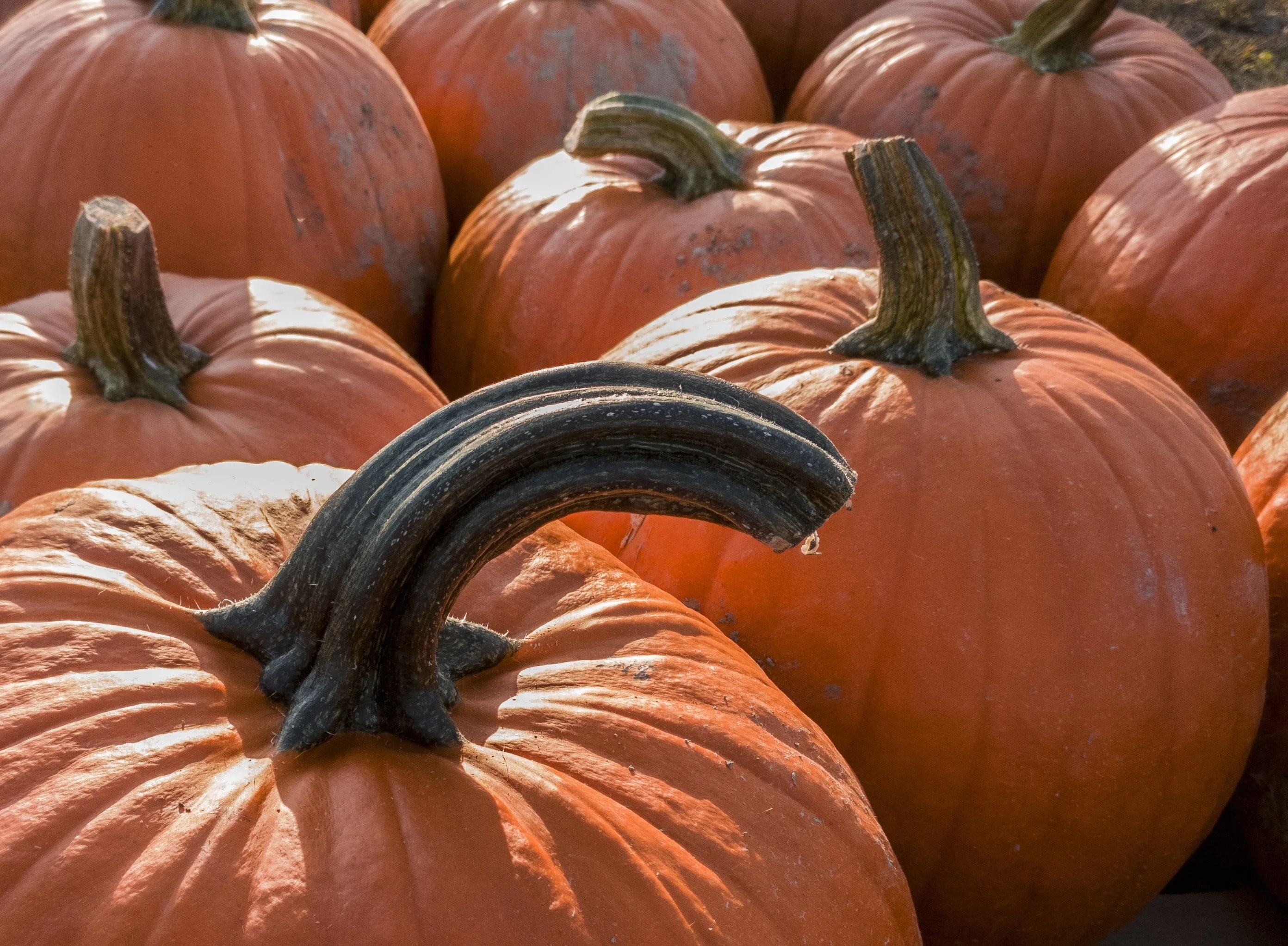 SEEDS = = Connecticut Field Pumpkin 25 Seeds Vegetable Seed NON GMO