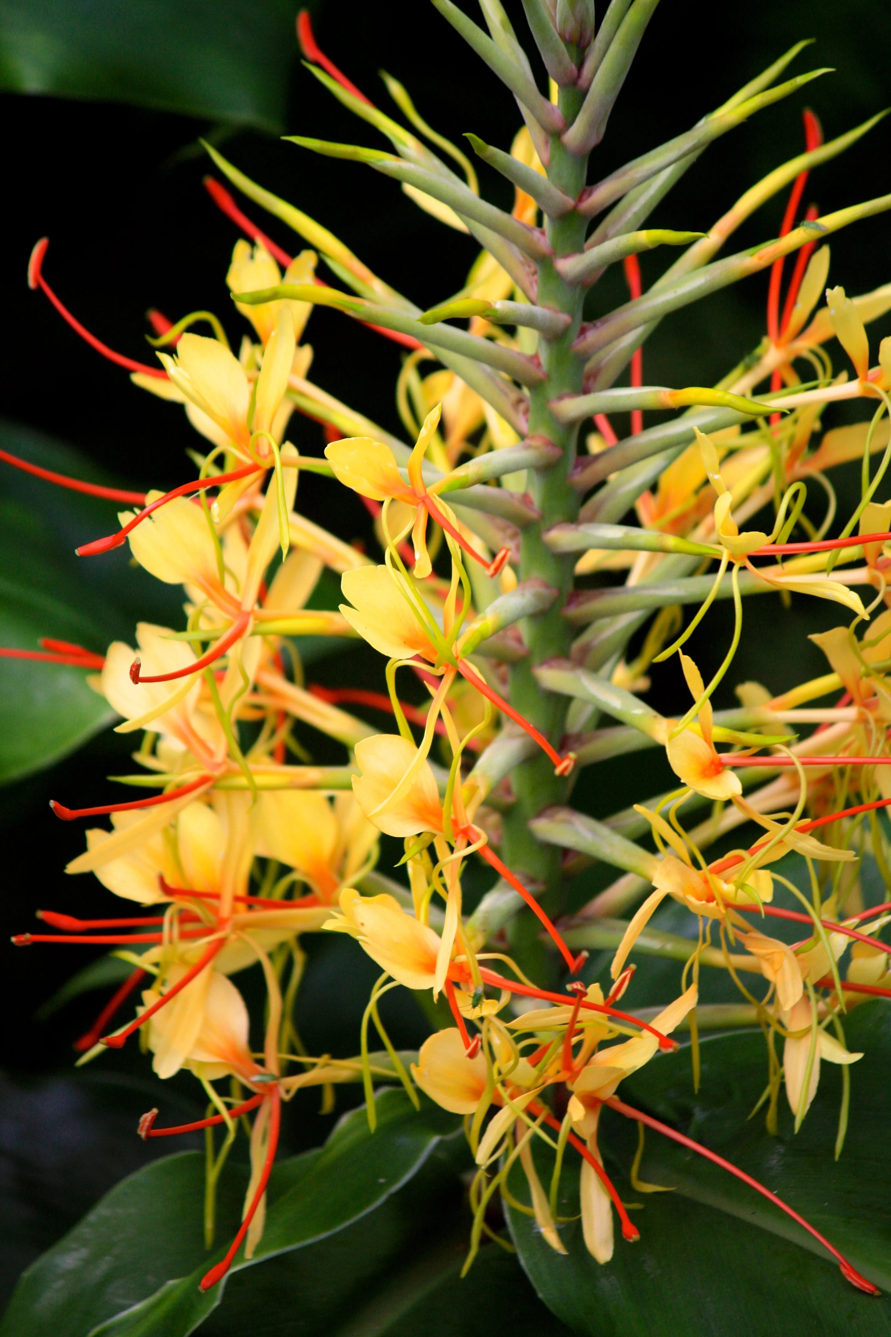 Hawaiian Yellow Kahili Ginger Plant Roots Rhizomes 5Pk Each Root 2" 4