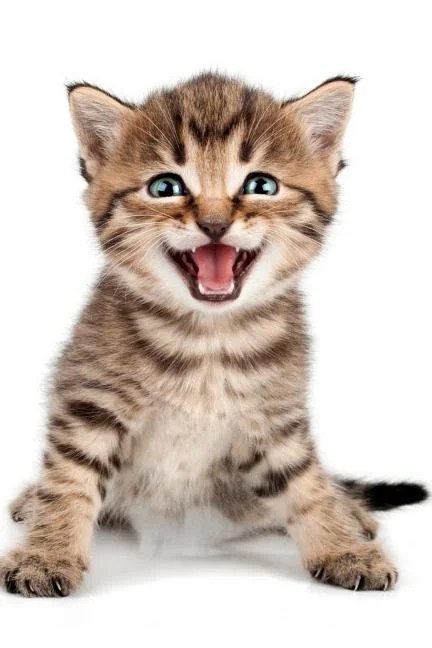 % of readers think this story is fact. Cute Kitten: Weekly Calendar July 2019 - December 2021 ...
