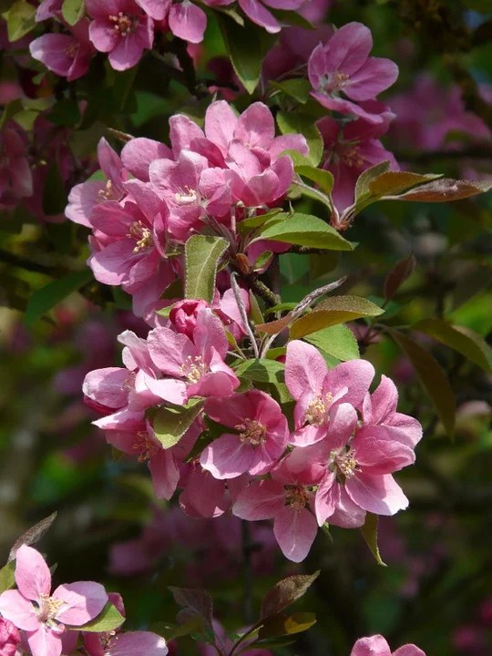 Peach Tree Flowers Bloom Peach Tree Blossom Pink12 Inch