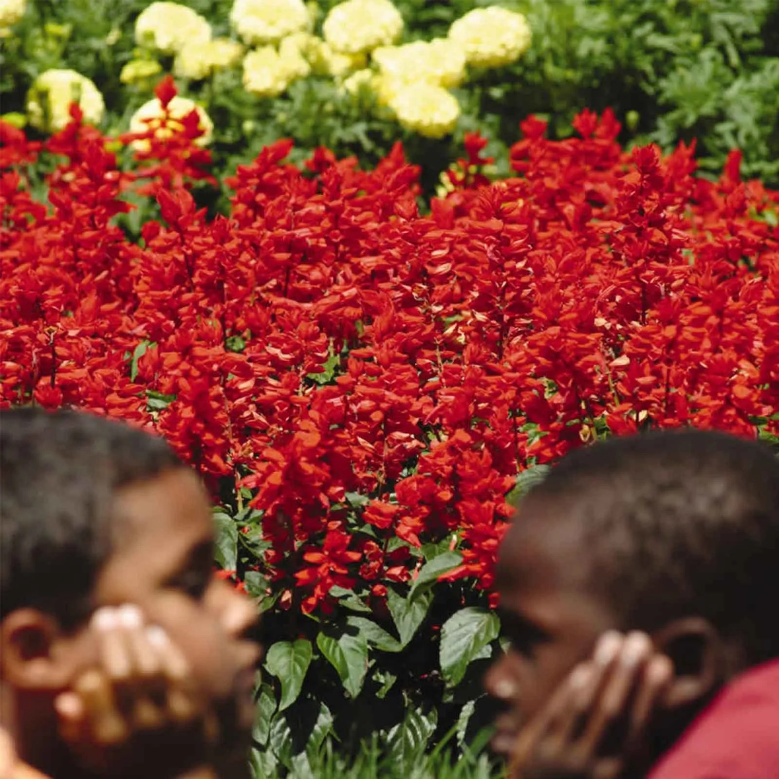 Salvia Flower Garden Seeds Red Hot Sally II 1000 Seeds