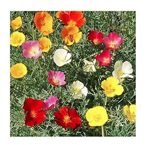 3000 Mixed California Poppy Seeds State Flower, Golden