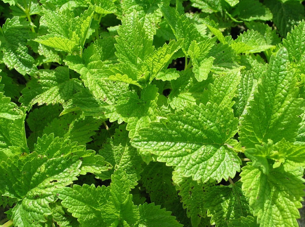 Citronella Lemon Balm Perennial 4 Plants 2.5" Pots
