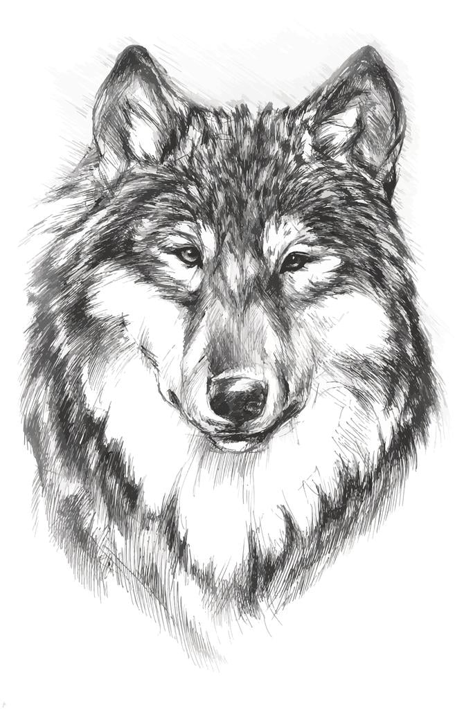 Wolf Face Portrait Artistic Black White Charcoal Sketch Wolf Posters