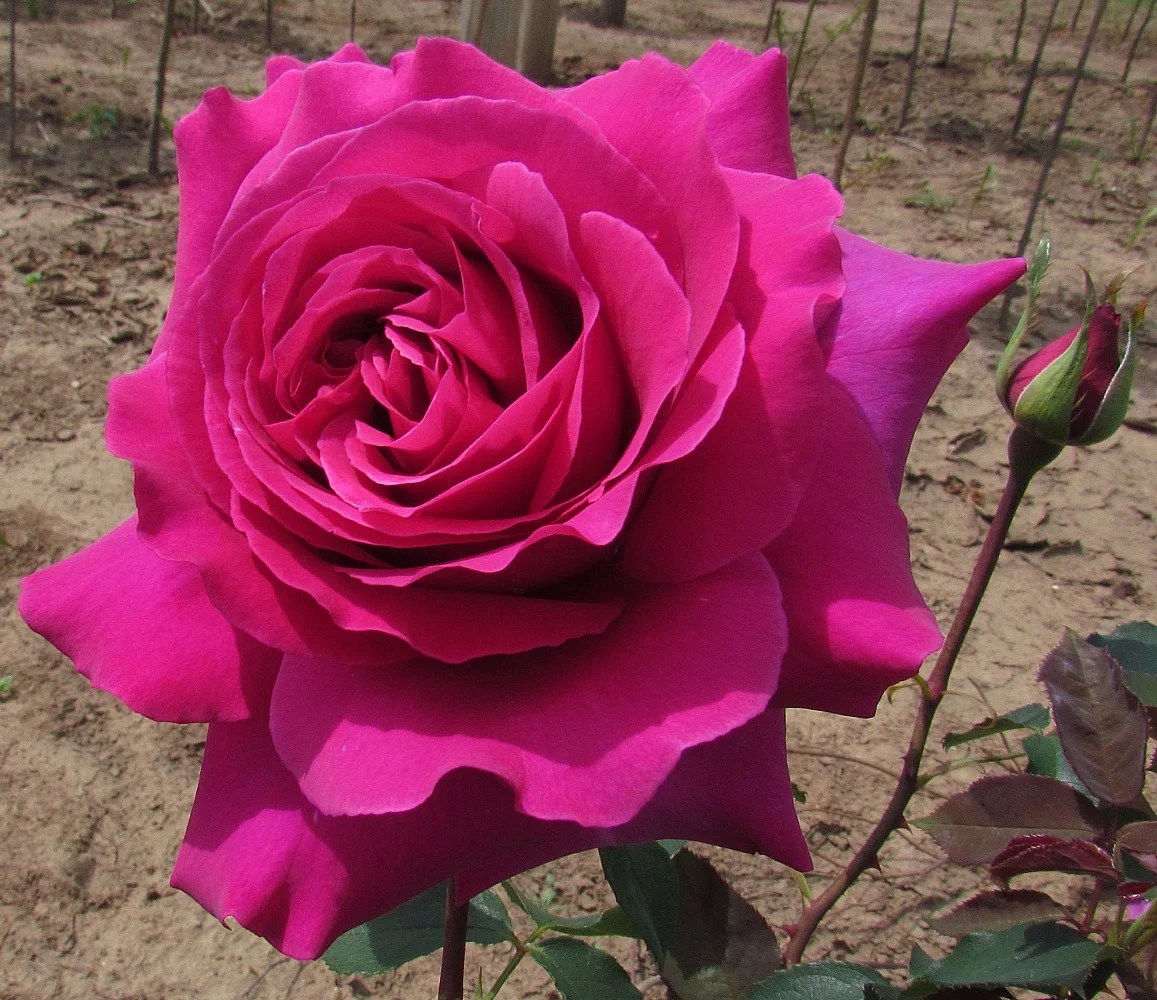 Brindabella Purple Prince Shrub RoseOne of the World's Most Fragrant