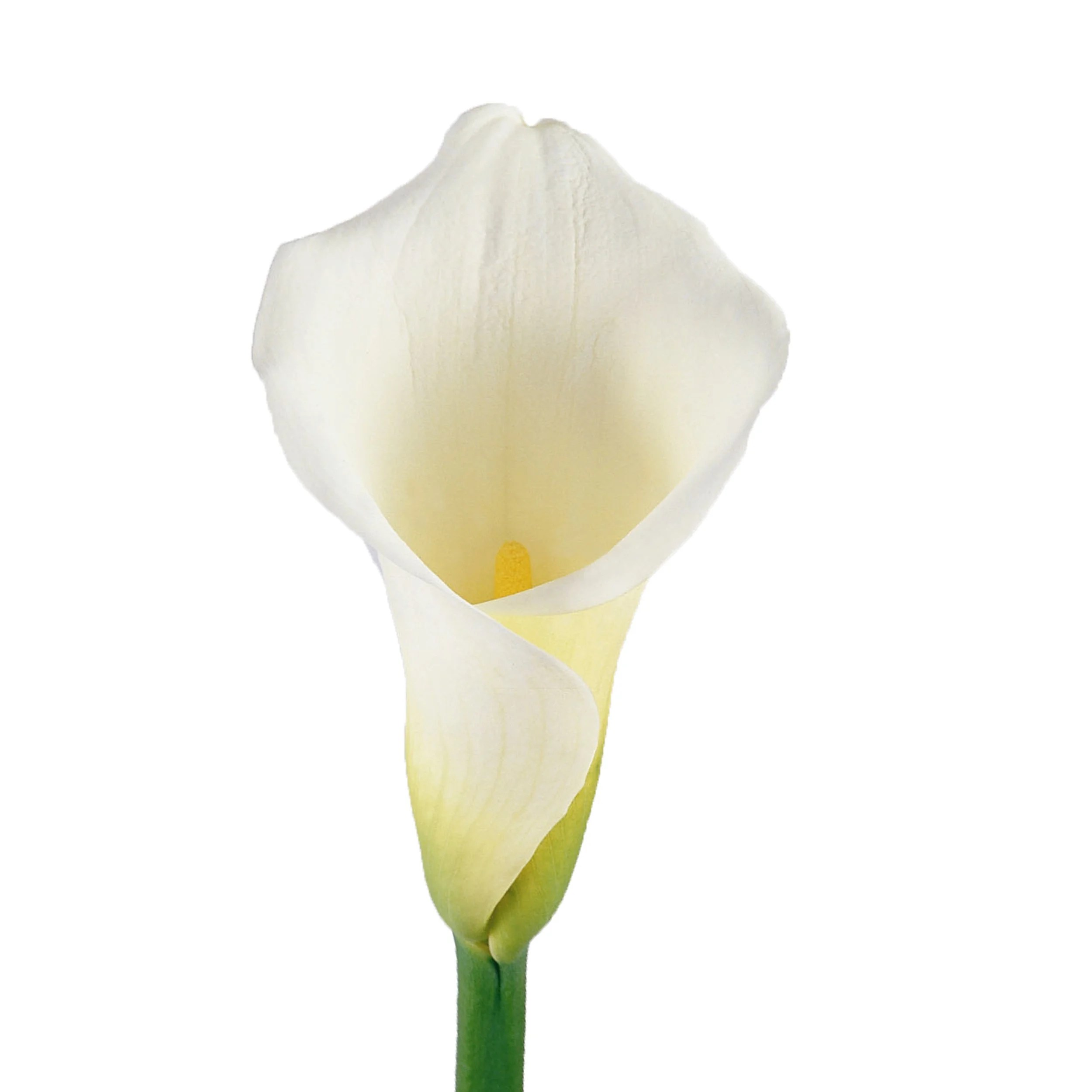 White Calla Lilies Fresh Cut 35 Stems