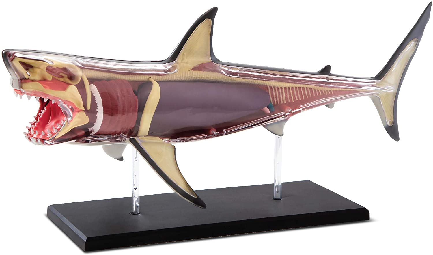 Discovery MINDBLOWN 4D Great White Shark Anatomy Kit
