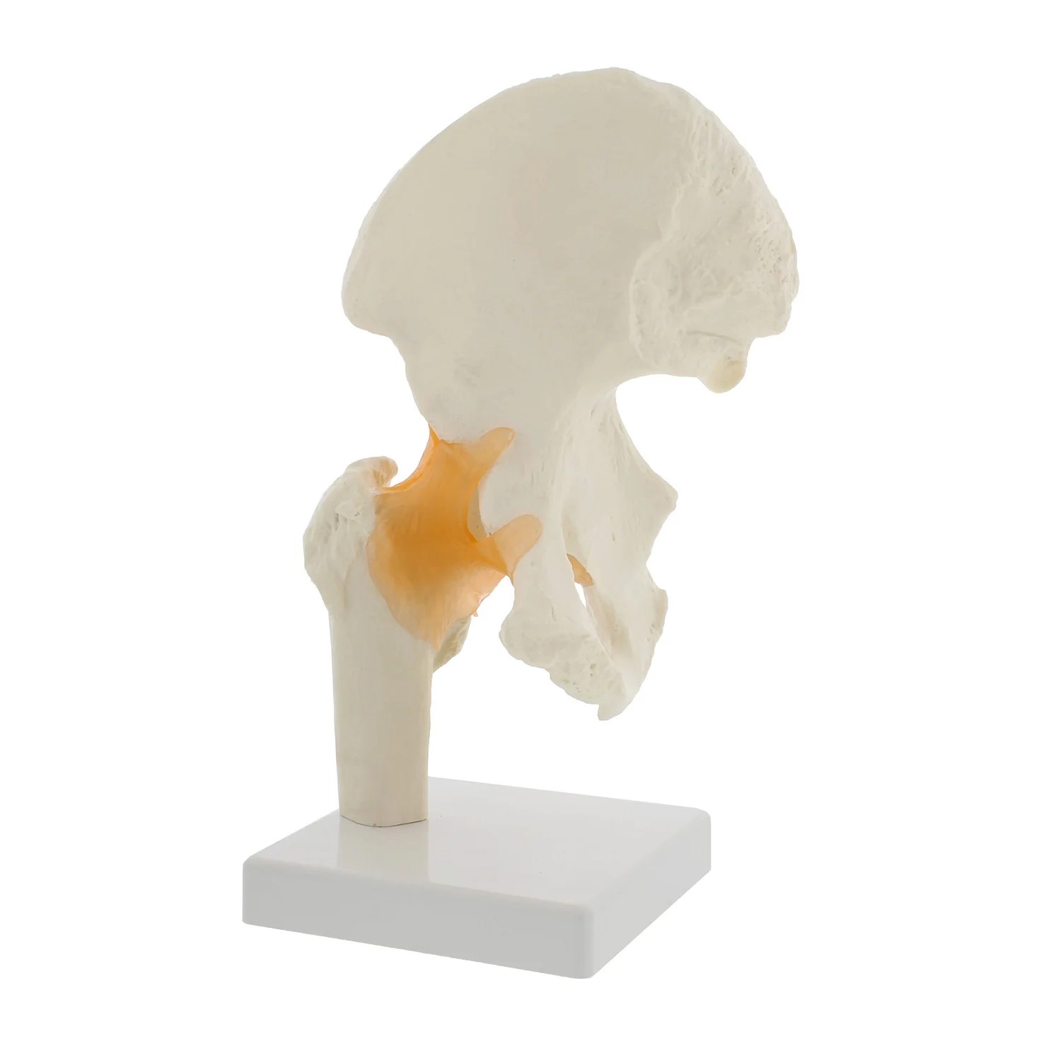 MonMed Hip Joint Human Bone Model Medical Anatomy Hip and Joint Hip