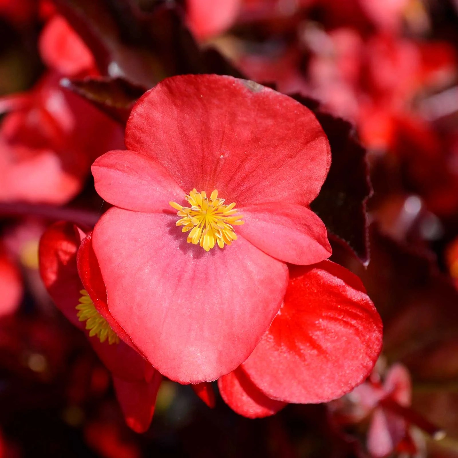 Fibrous Begonia Cocktail Series Plant Seeds (Pelleted) Gin (Rose